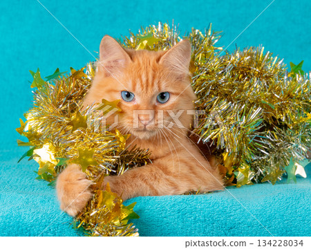 A cute kitten wrapped in a Christmas garland on a blue background. Christmas concept A cute kitten wrapped in a Christmas garland on a blue background. Christmas concept 134228034