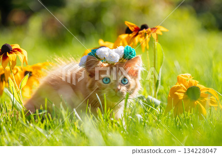 A kitten outdoors in summer. Portrait of a cute, funny kitten wearing a wreath. The kitten sits on the grass in summer A kitten outdoors in summer. Portrait of a cute, funny kitten wearing a wreath. The kitten sits on the grass in summer 134228047