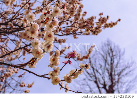 體育公園梅之花 7-150 體育公園梅之花 7-150 134228109