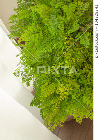 Houseplants and lace curtains by the window Houseplants and lace curtains by the window 134228243