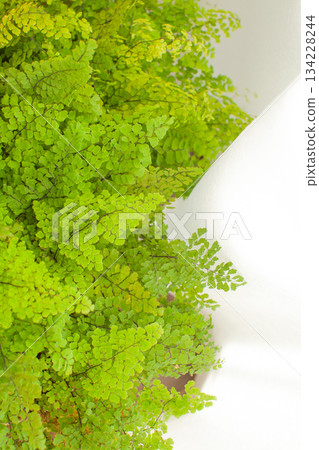 Houseplants and lace curtains by the window 134228244