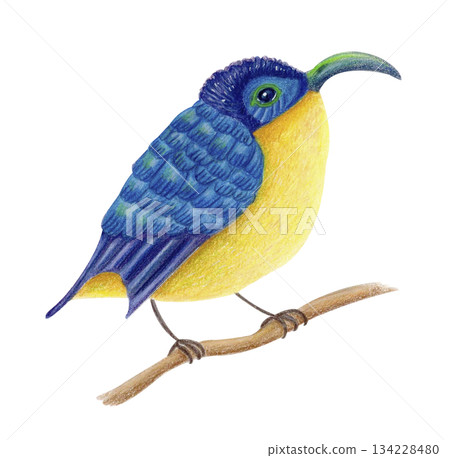 Yellow-bellied sunbird, watercolor isolated illustration. Colorful Madagascar tropical bird on branch, exotic animal clipart. 134228480