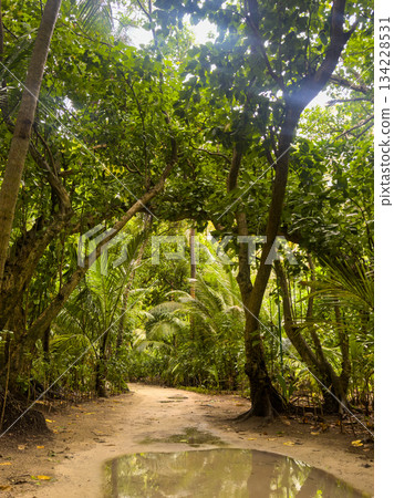 Sandy Path in Lush Tropical Green Rainforest Views 134228531