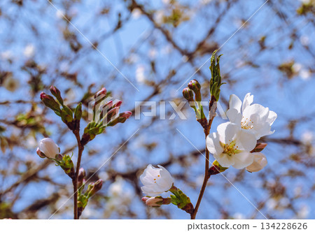 染井吉野櫻花3-1 134228626