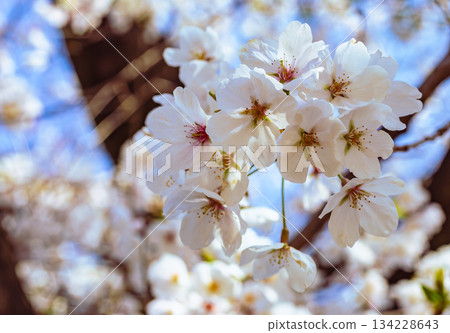 Somei Yoshino cherry blossoms 3-34 Somei Yoshino cherry blossoms 3-34 134228643