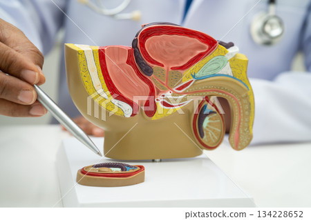 Male reproductive system, Asian doctor holding human anatomy model for study diagnosis and treatment in hospital. Male reproductive system, Asian doctor holding human anatomy model for study diagnosis and treatment in hospital. 134228652
