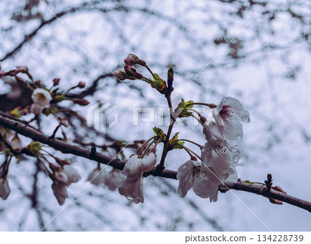 Somei Yoshino cherry blossoms - 67 Somei Yoshino cherry blossoms - 67 134228739