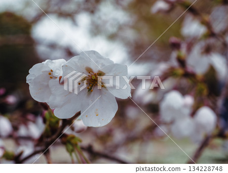 Somei Yoshino cherry blossoms - 76 Somei Yoshino cherry blossoms - 76 134228748