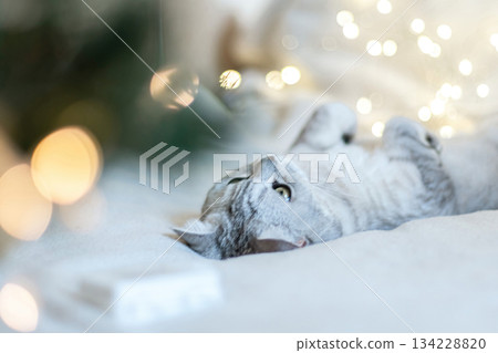 Scottish straight cat lies on his back bokeh from lights in the background. Cat upside down. Favorite pets, cat food. 134228820