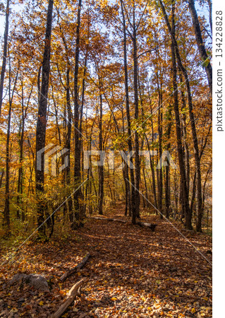 Autumn forest path, beautiful scene in nature with golden fallen leaves Autumn forest path, beautiful scene in nature with golden fallen leaves 134228828