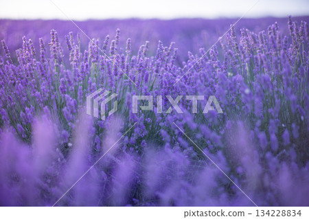 Lavender field flowers blooming beautifully in summer with vibrant purple blossoms under a bright sky, offering natural copy space Lavender field flowers blooming beautifully in summer with vibrant purple blossoms under a bright sky, offering natural copy space 134228834