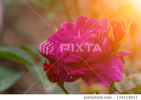 Roses Bloom Flower: Red rose blooms in garden during day for beauty and as gift/symbol of love. Roses Bloom Flower: Red rose blooms in garden during day for beauty and as gift/symbol of love. 134228851