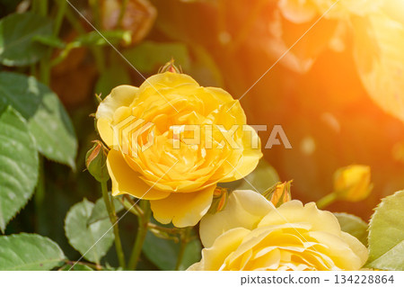 Roses Yellow Sunlight. Blooming rose garden in daylight, beauty growing due to sun for decoration. Roses Yellow Sunlight. Blooming rose garden in daylight, beauty growing due to sun for decoration. 134228864