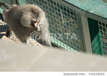 Monkey Grooming Cage Enclosure - A monkey grooms itself while standing near a wire cage enclosure. Monkey Grooming Cage Enclosure - A monkey grooms itself while standing near a wire cage enclosure. 134228910