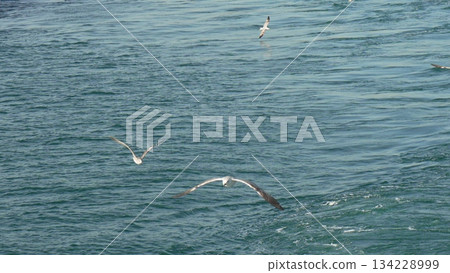 Seagulls Feeding Ocean Fish Wildlife Aerial Hunting Scene 134228999
