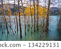 Dead birch branches and yellow leaves on the shores of Abraham Lake, Jasper National Park, Alberta, Canada 134229131