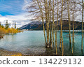 Dead birch branches and yellow leaves on the shores of Abraham Lake, Jasper National Park, Alberta, Canada 134229132