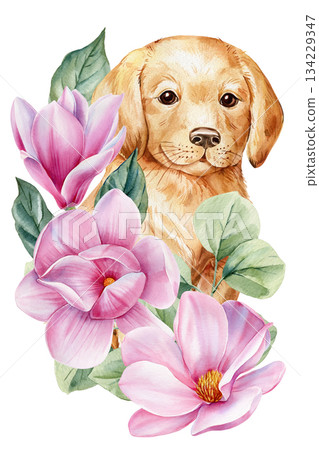 Golden retriever puppy with pink magnolia flowers watercolor floral dog illustration for spring wall art Golden retriever puppy with pink magnolia flowers watercolor floral dog illustration for spring wall art 134229347