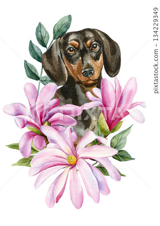 Dachshund dog with pink magnolia flowers watercolor floral pet portrait for spring wall decor Dachshund dog with pink magnolia flowers watercolor floral pet portrait for spring wall decor 134229349