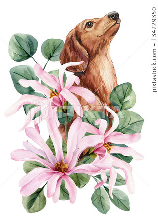 Dachshund dog with pink magnolia flowers watercolor floral pet portrait for elegant spring wall decor Dachshund dog with pink magnolia flowers watercolor floral pet portrait for elegant spring wall decor 134229350