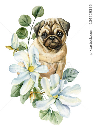 Pug puppy with white magnolia flowers watercolor floral dog portrait for nursery and home decor 134229356