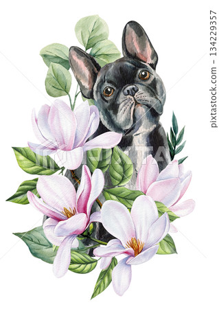 French bulldog dog with pink magnolia flowers watercolor floral pet portrait for feminine wall decor 134229357