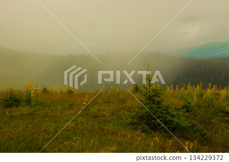 mountains in a magical fog in the Black Forest, Germany, mystical landscape under the fog, the fog creates an illusion. mountains in a magical fog in the Black Forest, Germany, mystical landscape under the fog, the fog creates an illusion. 134229372