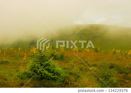 mountains in a magical fog in the Black Forest, Germany, mystical landscape under the fog, the fog creates an illusion. mountains in a magical fog in the Black Forest, Germany, mystical landscape under the fog, the fog creates an illusion. 134229376