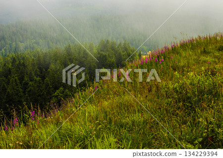 mountains in a magical fog in the Black Forest, Germany, mystical landscape under the fog, the fog creates an illusion. mountains in a magical fog in the Black Forest, Germany, mystical landscape under the fog, the fog creates an illusion. 134229394