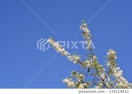 Black locust Black locust 134229432