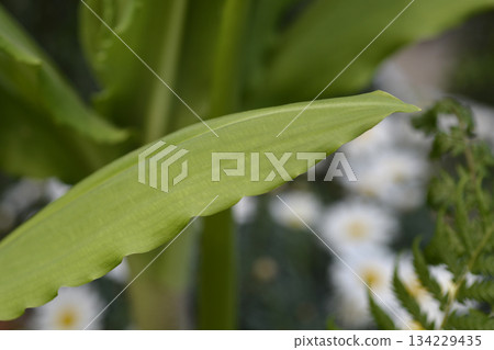 Ball lily Ball lily 134229435