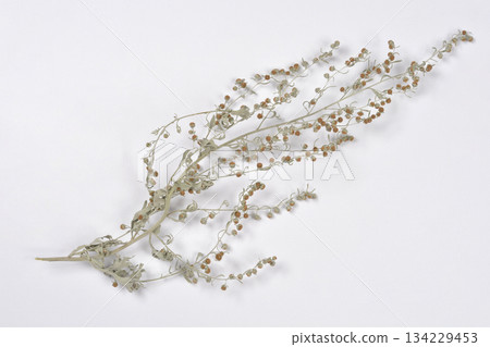 Dried Wormwood Sprig 134229453