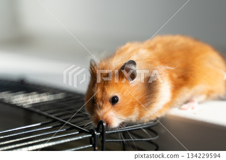Hamster pet rodent exploring a metal cage with natural light, showcasing its small size and cute furry features Hamster pet rodent exploring a metal cage with natural light, showcasing its small size and cute furry features 134229594