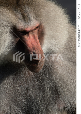 Baboon Portrait Zoo Animal Closeup. A hamadryas baboon stares intensely at the camera, its long, gray fur and prominent snout visible. 134229605