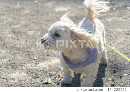 風中的馬克思（臉上爬滿了黏黏的蟎蟲） 134229611