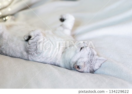 Scottish straight cat lies on his back. Cat upside down. Close up white cat face. Favorite pets, cat food. 134229622