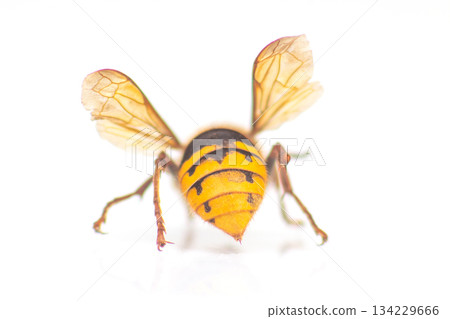 A detailed close-up of a wasp with yellow and black stripes 134229666