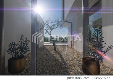 Modern villa courtyard with a striking olive tree, white architecture, and pebble ground. Sun-drenched scene with a swimming pool and lush green landscape, embodying luxury and serene outdoor living 134229756