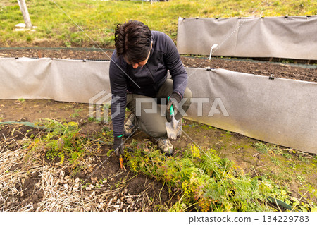 Woman harvesting organic carrots 134229783