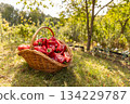 Wicker basket full with red sweet peppers 134229787
