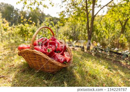 Wicker basket full with red sweet peppers 134229787