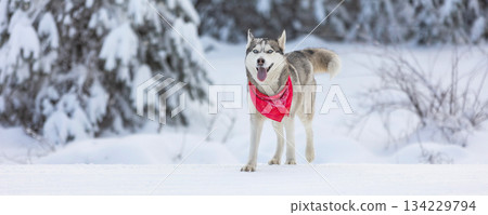 Husky dog with red scarf standing in snow 134229794