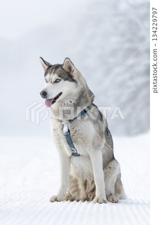 Husky dog sitting in snow smiling Husky dog sitting in snow smiling 134229797