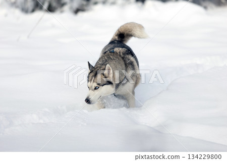 Husky dog walks in snow, sniffing 134229800