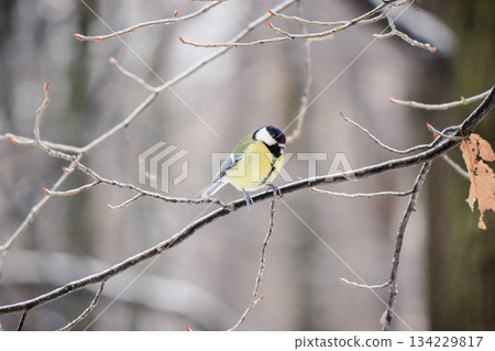 Beautiful Great Tit bird perched on a frost-covered tree branch in a peaceful winter forest scene Beautiful Great Tit bird perched on a frost-covered tree branch in a peaceful winter forest scene 134229817