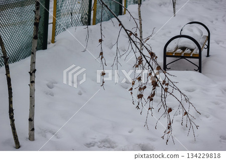 Birch tree branch with dry leaves hangs over a snow-covered park bench near a metal wire fence in winter Birch tree branch with dry leaves hangs over a snow-covered park bench near a metal wire fence in winter 134229818