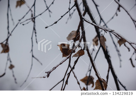 Close up of birch tree branches and dry leaves covered in thick ice glaze against a cold grey sky Close up of birch tree branches and dry leaves covered in thick ice glaze against a cold grey sky 134229819
