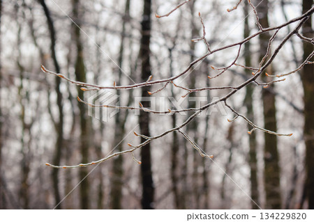 Closeup of thin tree branches covered in thick ice glaze after a severe winter freezing rain storm Closeup of thin tree branches covered in thick ice glaze after a severe winter freezing rain storm 134229820