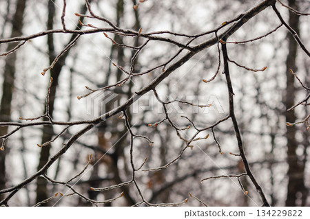 Closeup of thin tree branches covered in thick ice glaze after a severe winter freezing rain storm Closeup of thin tree branches covered in thick ice glaze after a severe winter freezing rain storm 134229822