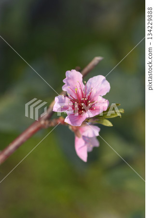 Nectarine Madame Blanchet 134229888